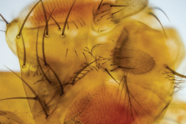 µPeek transforme votre smartphone en microscope